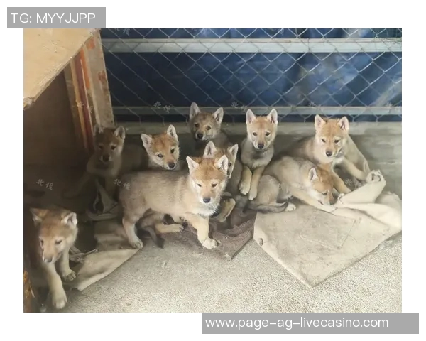 捷克狼犬与其他犬种的性格特点和饲养技巧全面对比分析